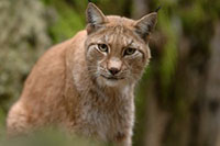 Järzoo lynx Järzoo lynx